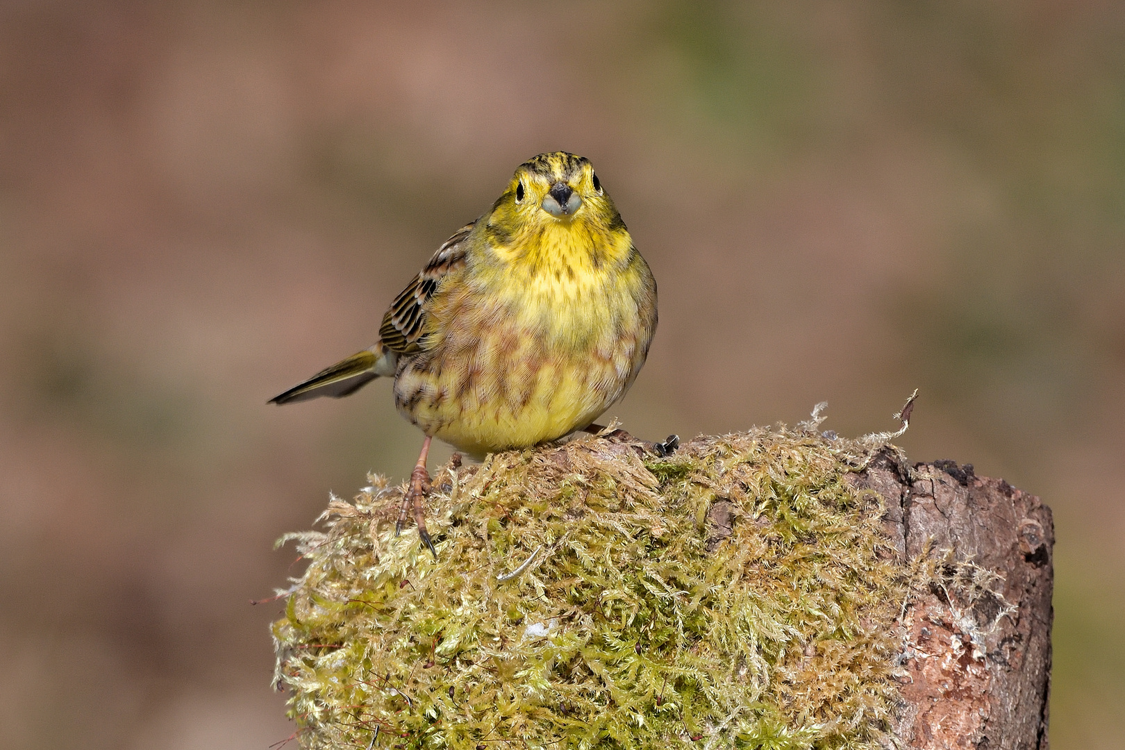 Goldammer (Emberiza citrinella)