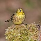 Goldammer (Emberiza citrinella)