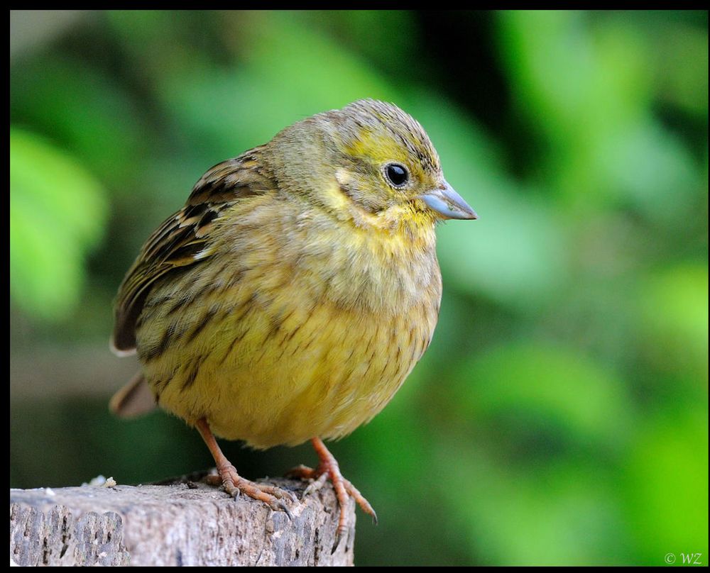 - Goldammer - ( Emberiza citrinella )