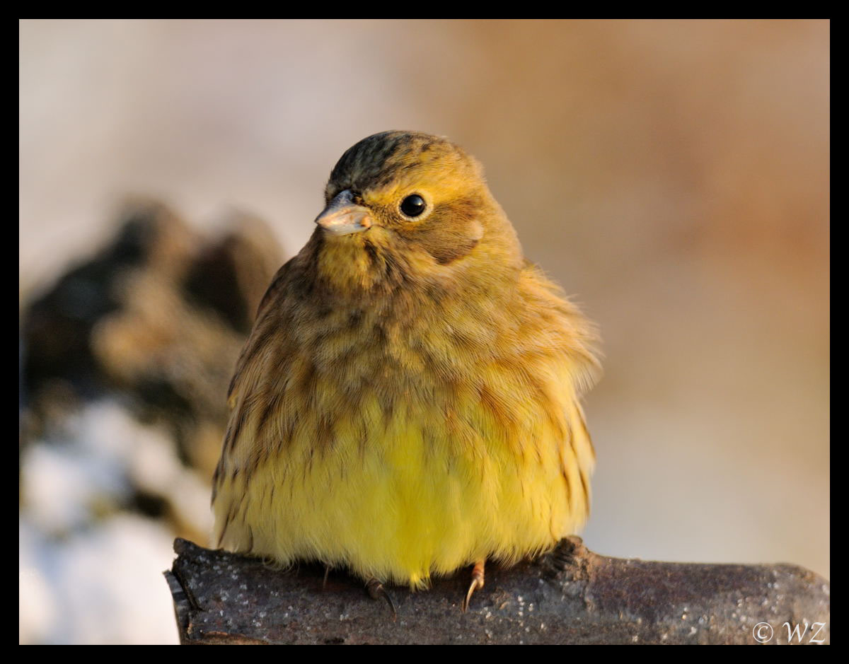 - Goldammer - ( Emberiza citrinella )