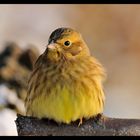 - Goldammer - ( Emberiza citrinella )