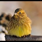 - Goldammer - ( Emberiza citrinella )