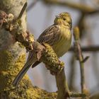 Goldammer (Emberiza citrinella) 