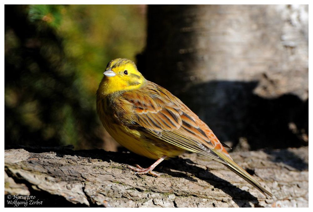 --- Goldammer --- ( Emberiza citrinella )