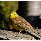 --- Goldammer --- ( Emberiza citrinella )