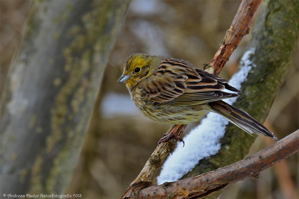 Goldammer (Emberiza citrinella) - 3