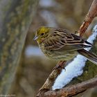 Goldammer (Emberiza citrinella) - 3