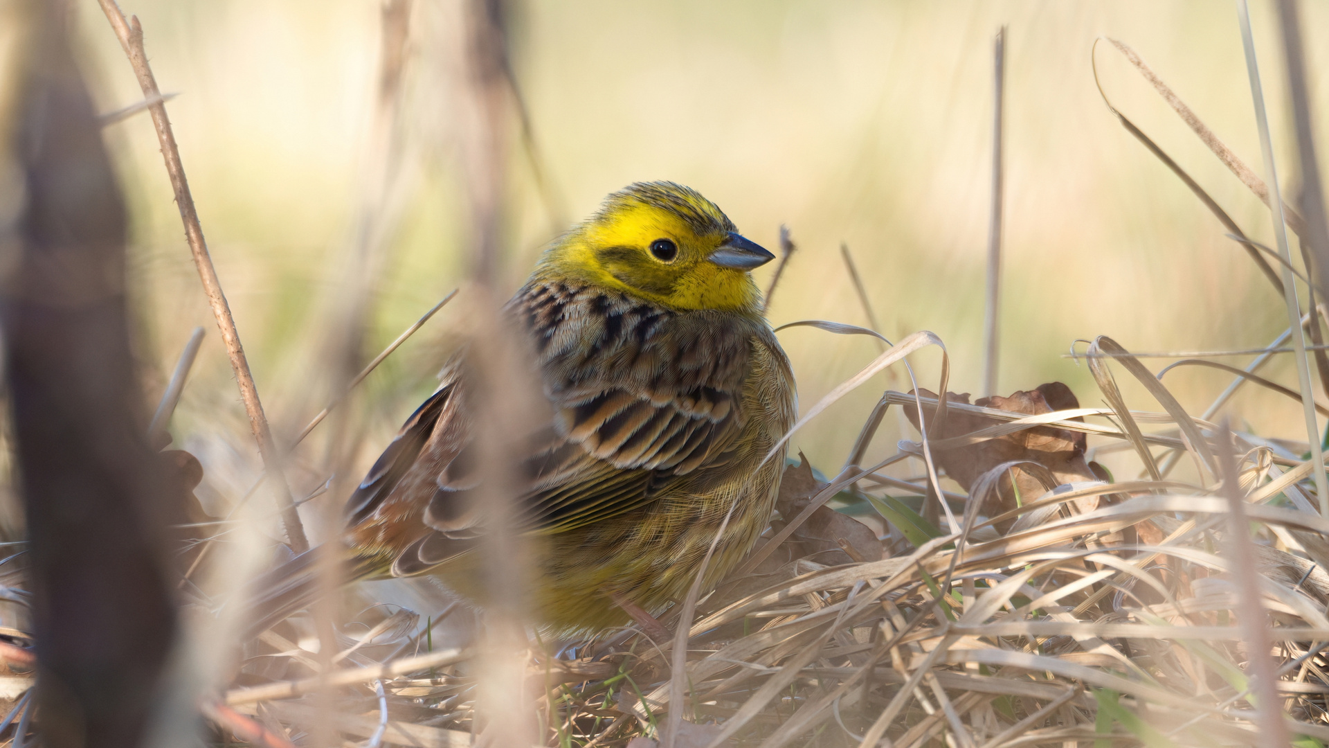 Goldammer (Emberiza citrinella)