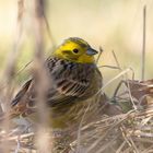 Goldammer (Emberiza citrinella)