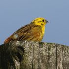 Goldammer (Emberiza citrinella)