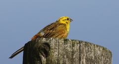 Goldammer (Emberiza citrinella)