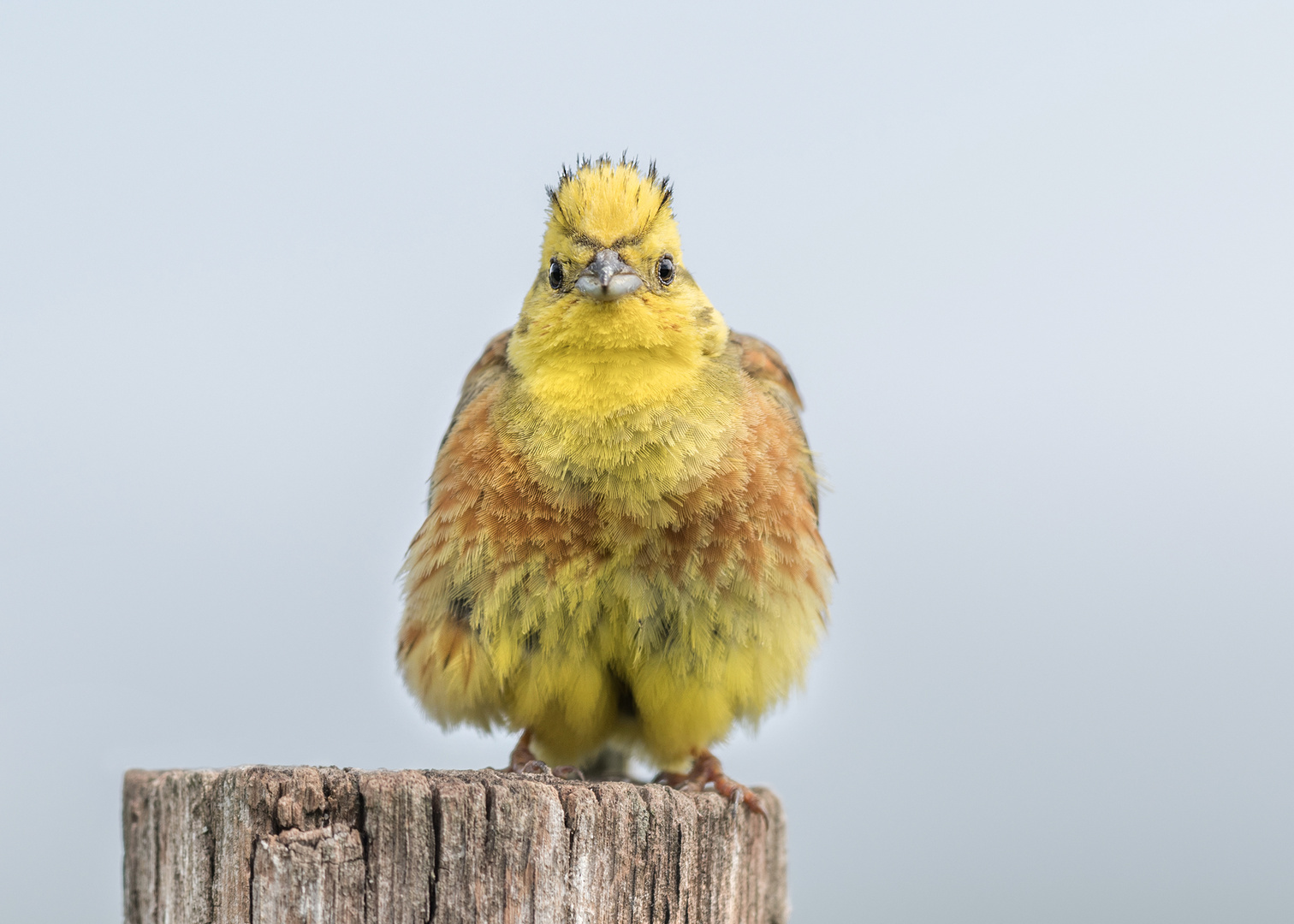 Goldammer (Emberiza citrinella)