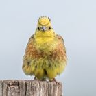 Goldammer (Emberiza citrinella)