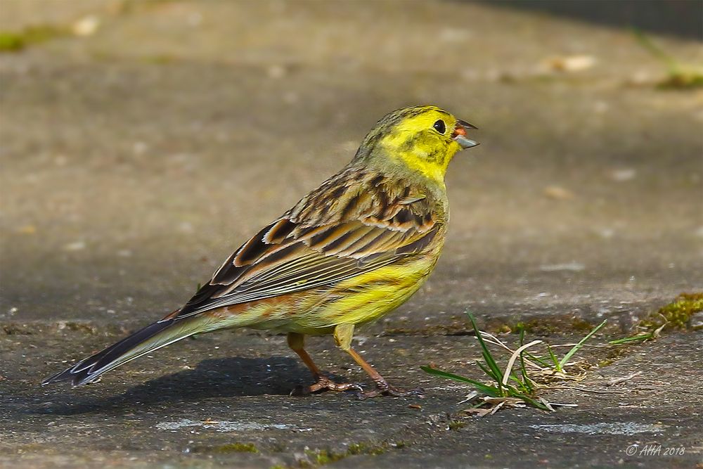 Goldammer (Emberiza citrinella)