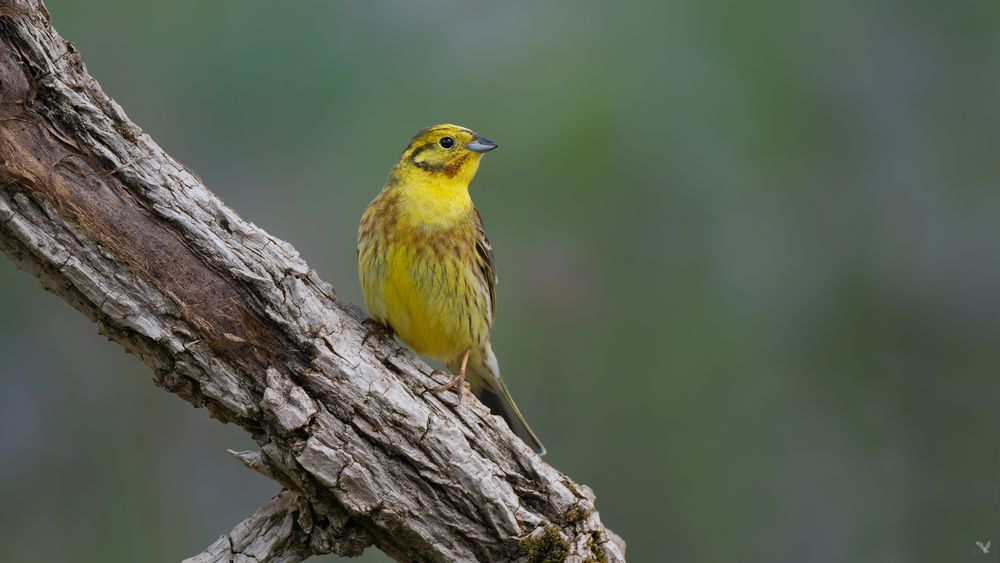 Goldammer (Emberiza citrinella)