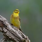 Goldammer (Emberiza citrinella)