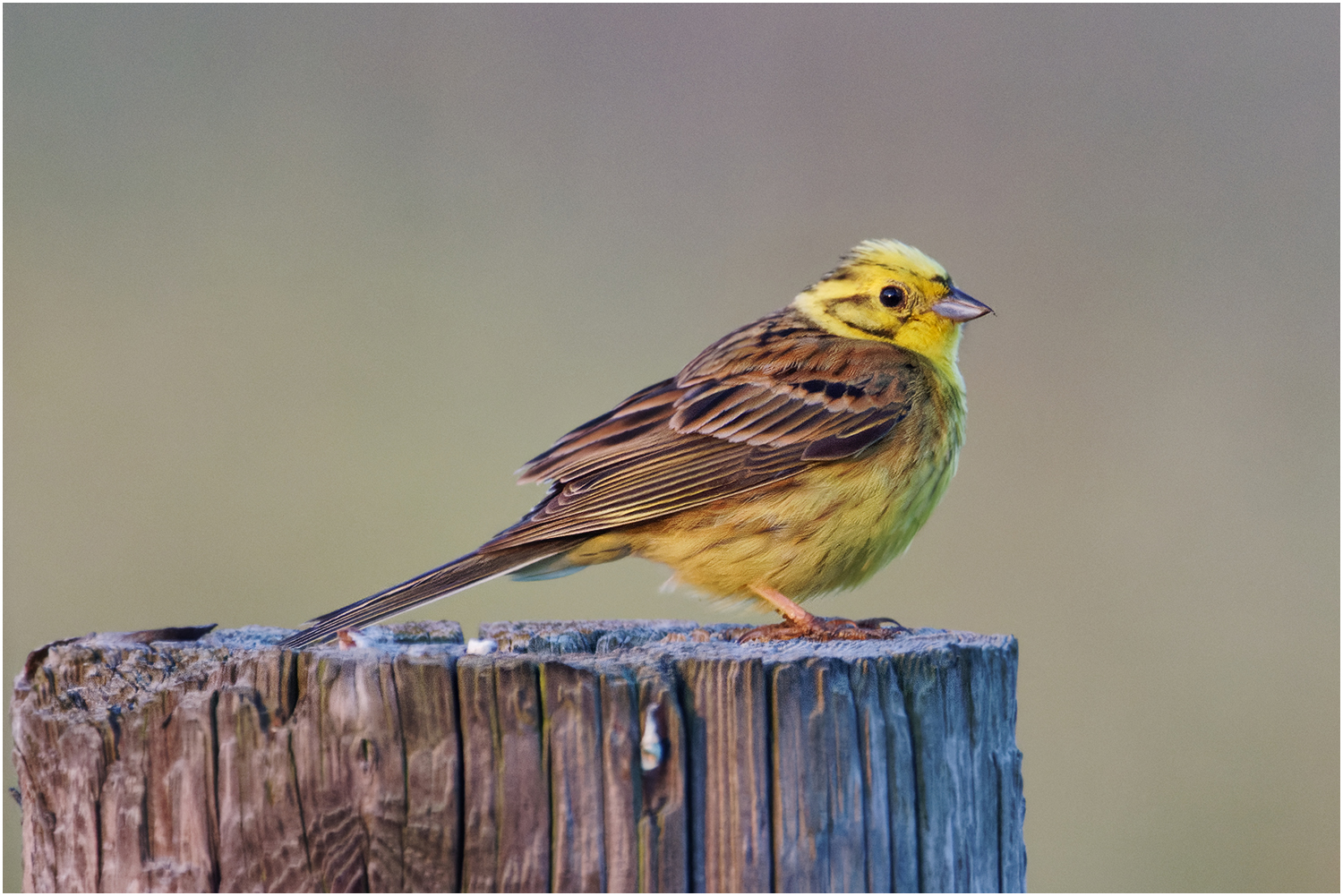 Goldammer ( Emberiza citrinella)