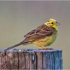 Goldammer ( Emberiza citrinella)