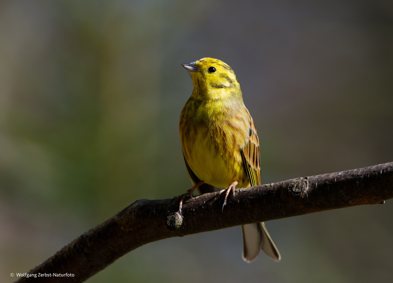   - Goldammer -    ( Emberiza citrinella )