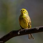   - Goldammer -    ( Emberiza citrinella )