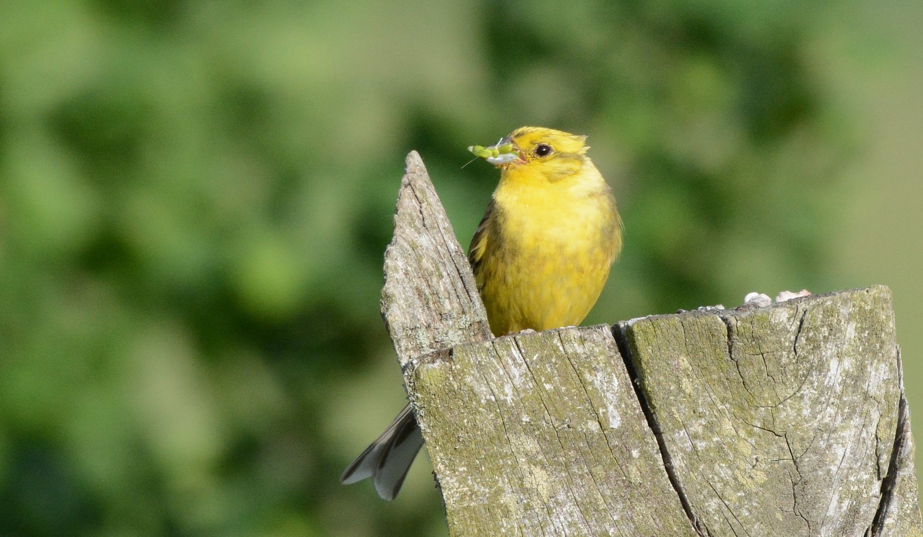 Goldammer (Emberiza citrinella)