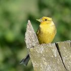 Goldammer (Emberiza citrinella)