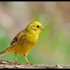 - Goldammer - ( Emberiza citrinella )