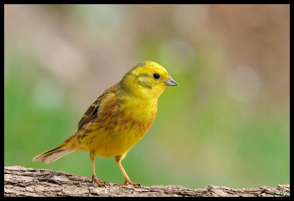 - Goldammer - ( Emberiza citrinella )