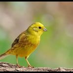 - Goldammer - ( Emberiza citrinella )