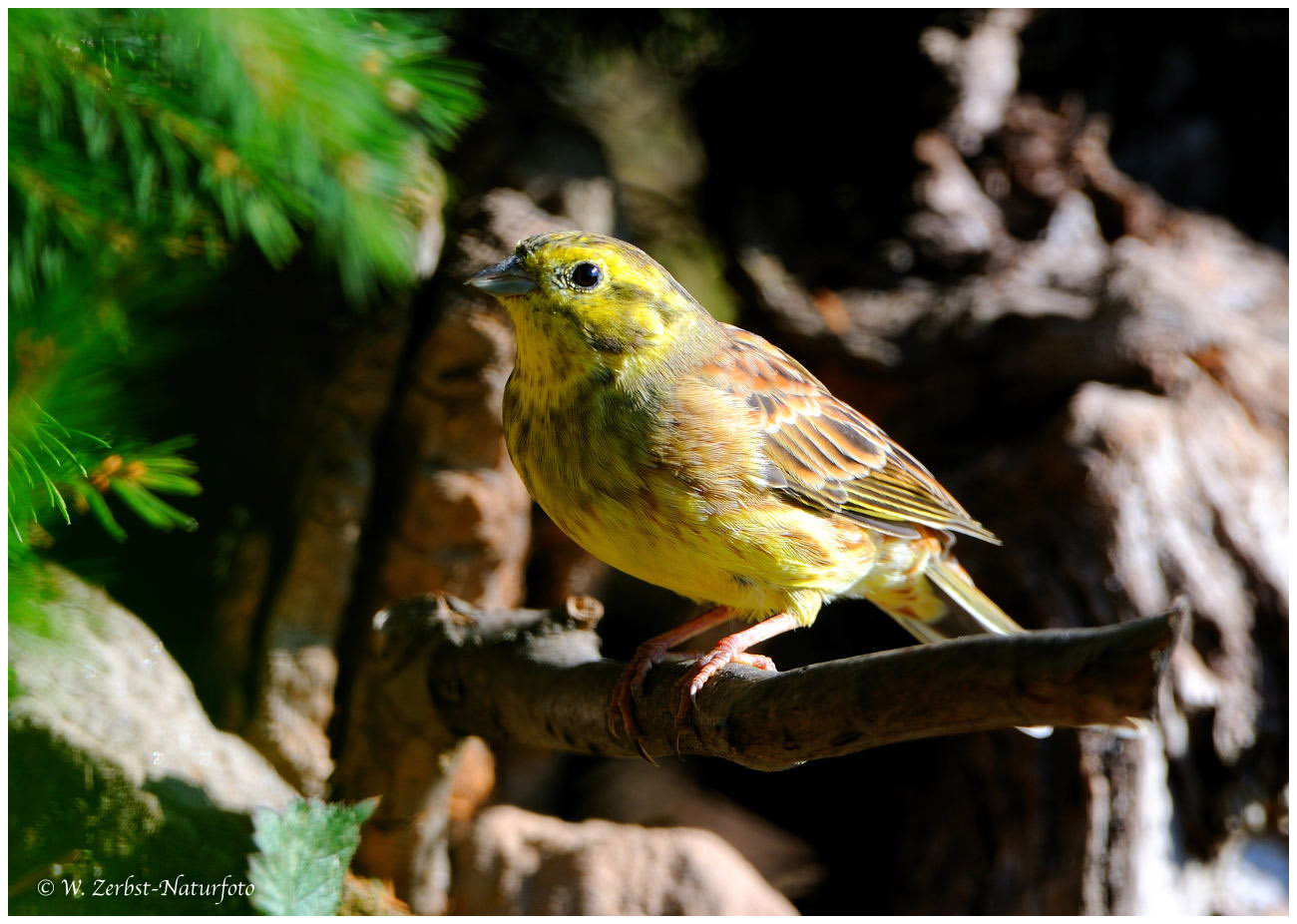 --- Goldammer --- ( Emberiza citrinella )