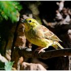 --- Goldammer --- ( Emberiza citrinella )