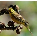 - Goldammer - ( Emberiza citrinella )