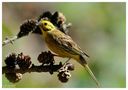 - Goldammer - ( Emberiza citrinella ) von Wolfgang Zerbst - Naturfoto