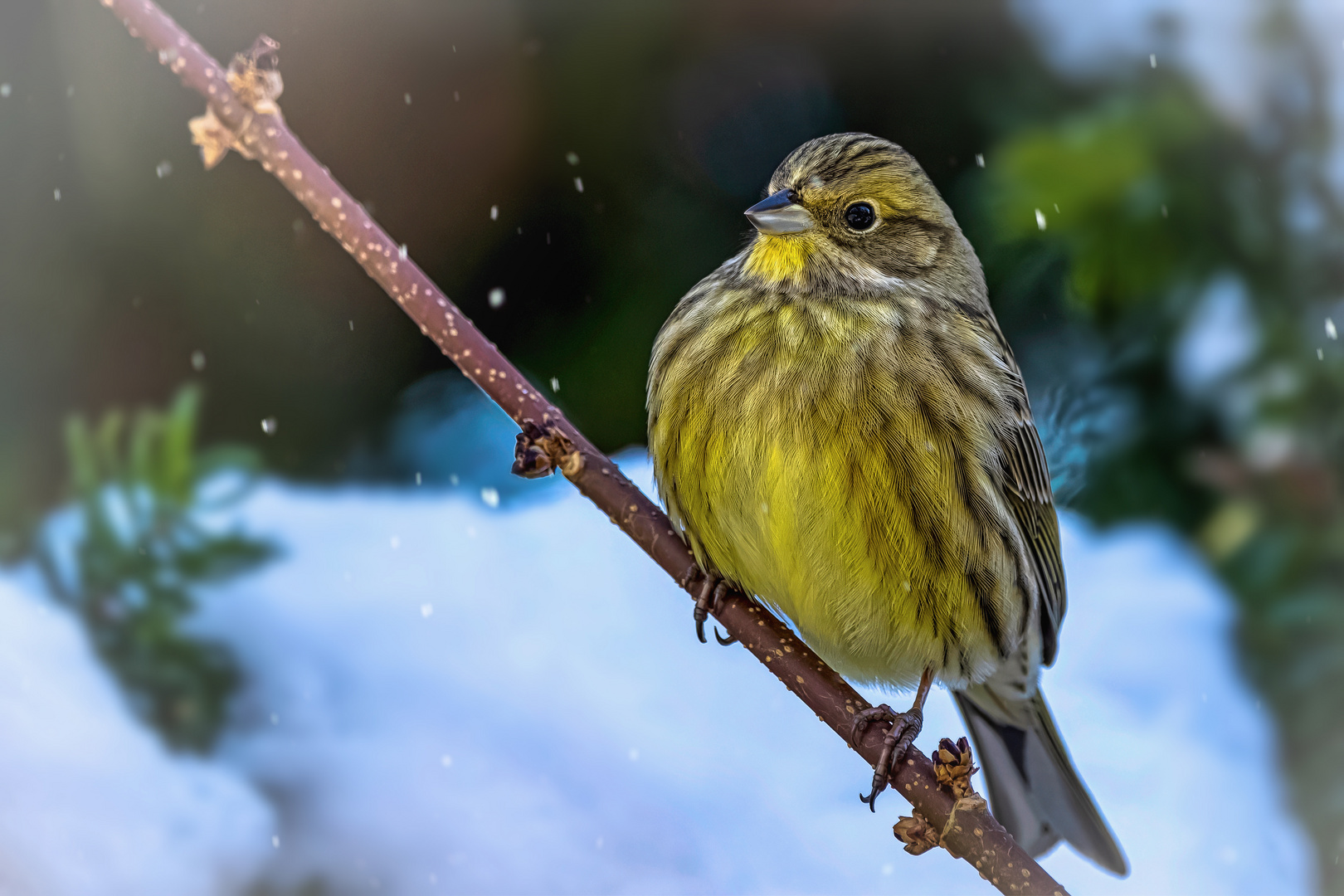 Goldammer (Emberiza citrinella)