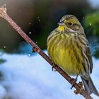 Goldammer (Emberiza citrinella)