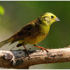 - Goldammer - ( Emberiza citrinella )