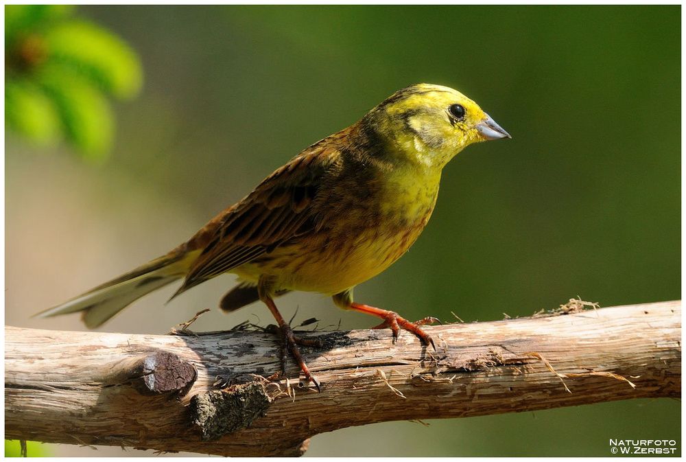 - Goldammer - ( Emberiza citrinella )