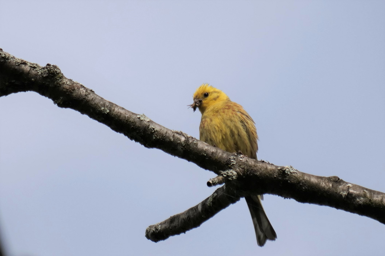 Goldammer (Emberiza citrinella)