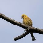 Goldammer (Emberiza citrinella)