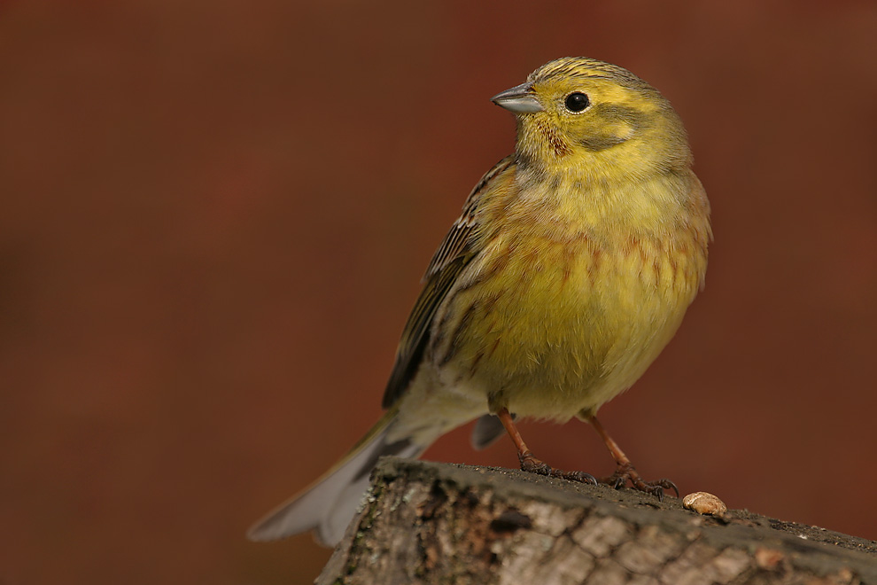 Goldammer (Emberiza citrinella)