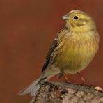 Goldammer (Emberiza citrinella)