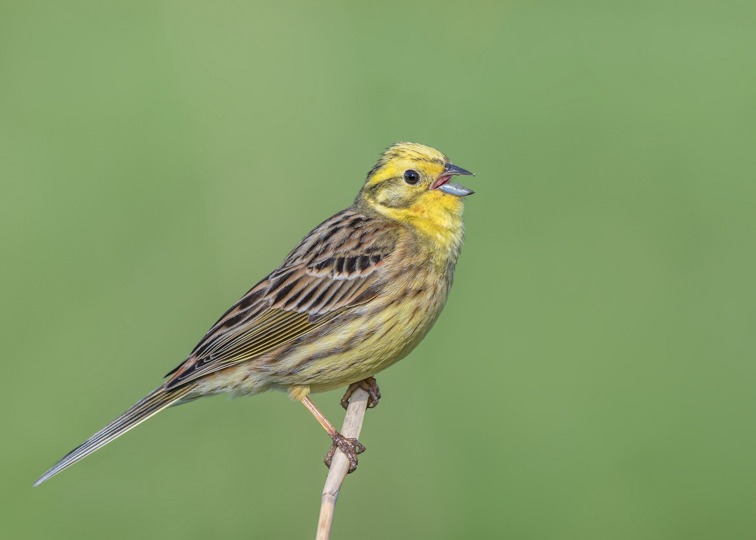 Goldammer (Emberiza citrinella)