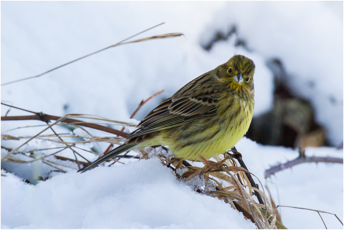 Goldammer (Emberiza citrinella)