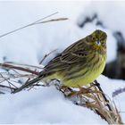 Goldammer (Emberiza citrinella)