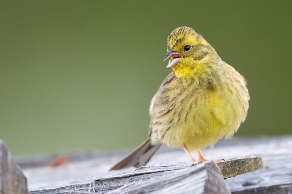 Goldammer (Emberiza citrinella)