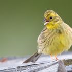 Goldammer (Emberiza citrinella)