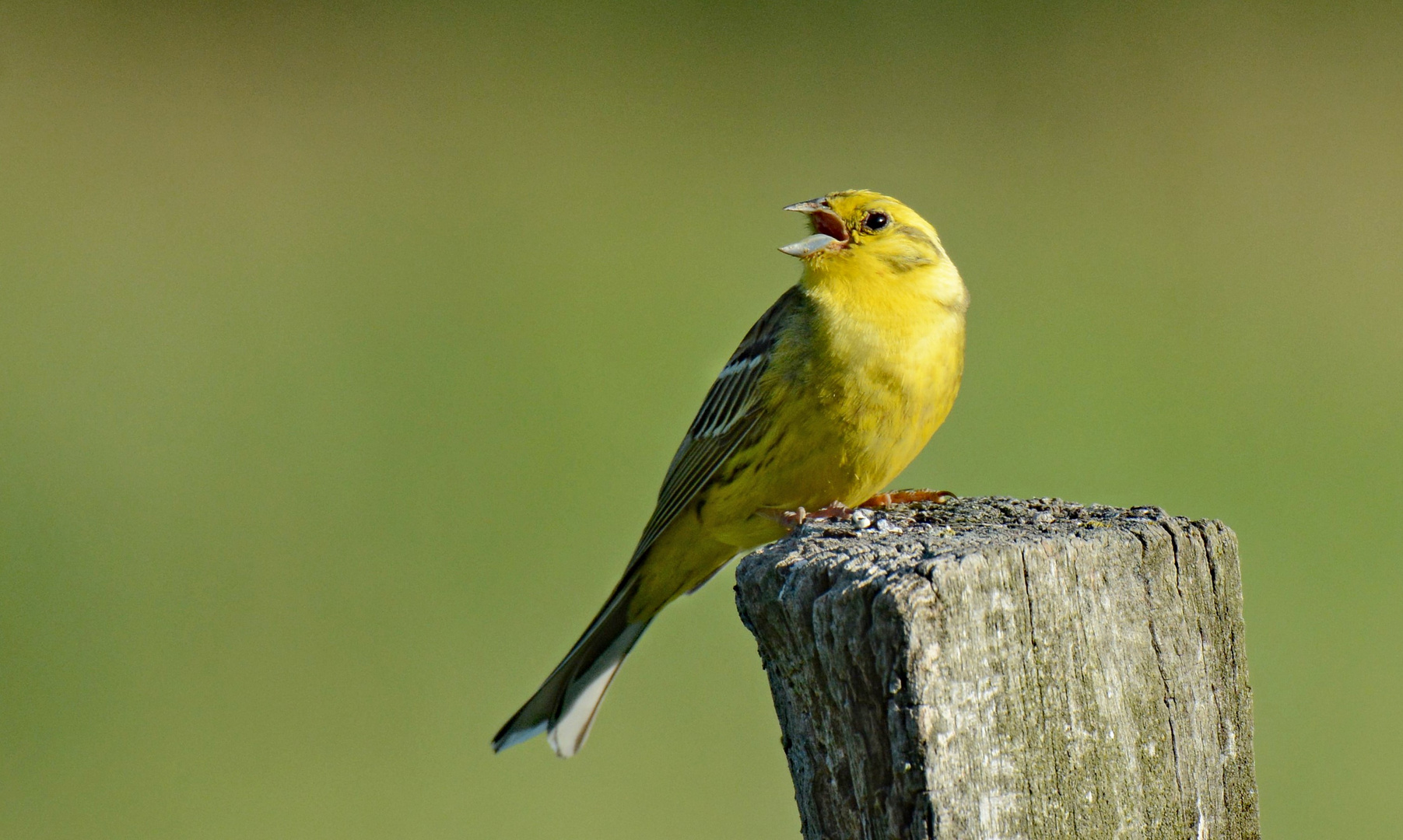 Goldammer (Emberiza citrinella)