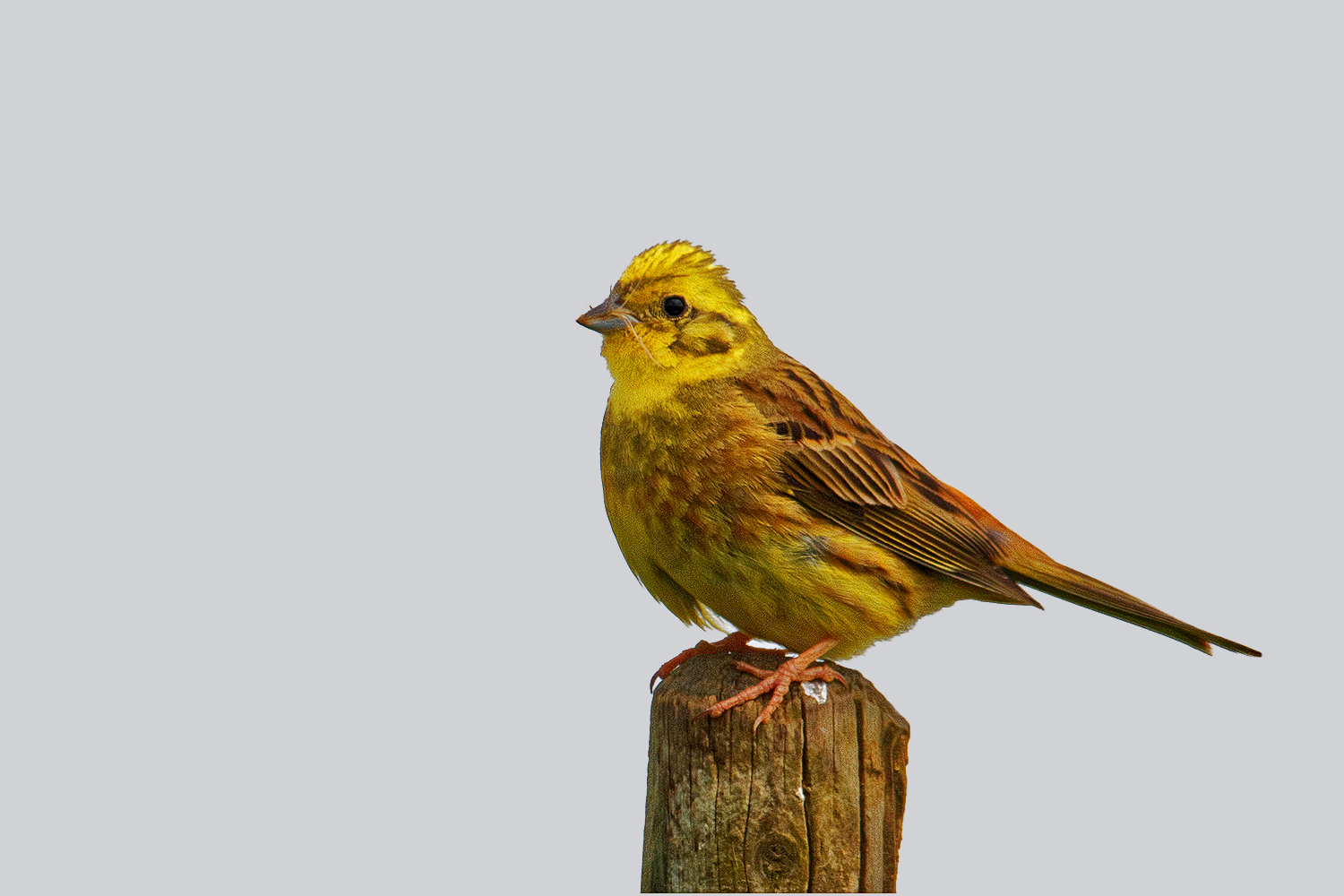 Goldammer ( Emberiza citrinella)