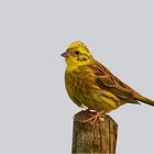 Goldammer ( Emberiza citrinella)