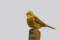 Goldammer ( Emberiza citrinella)